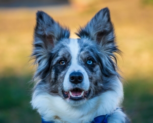Chloe