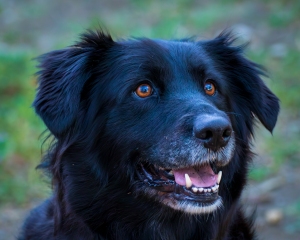 Lyla