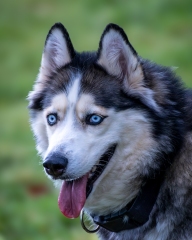 Husky Siberiano