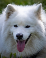 Samoyedo