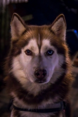 Precioso Husky