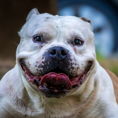 American Bully