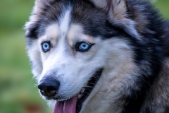 Husky Siberiano