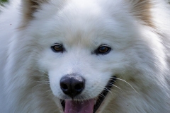 Samoyedo