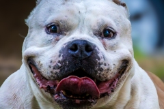 American Bully