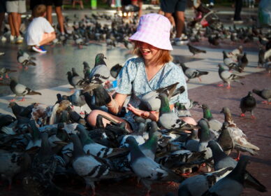 Palomas plaza Catalunya, Barcelona