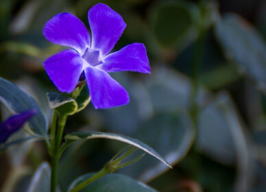 Vinca major