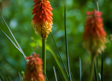 Kniphofia Uvaria