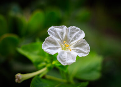 Dondiego de noche (Mirabilis jalapa)