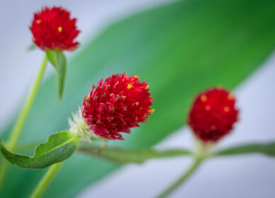 Amaranto globo de Rio Grande