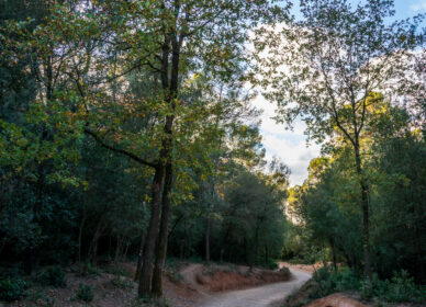 Paseando por Collserolla