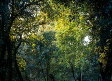 Paseando por Collserolla