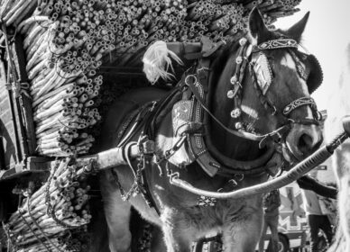 Tres Tombs 2023, Cerdanyola