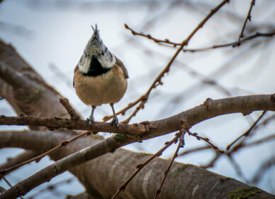 Herrerillo Capuchino