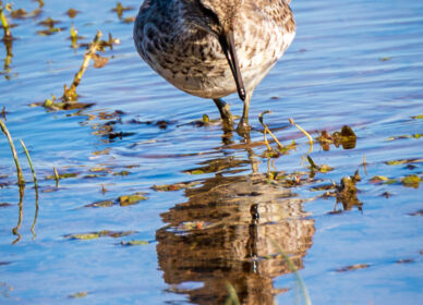 Correlimos Zarapitin