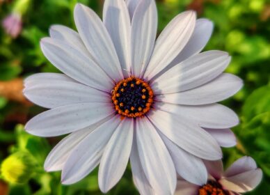 Margarita (Bellis perennis)