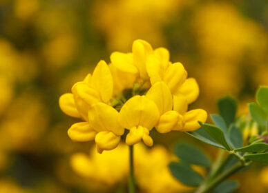 Citiso, Retama Canaria, Retama de colores