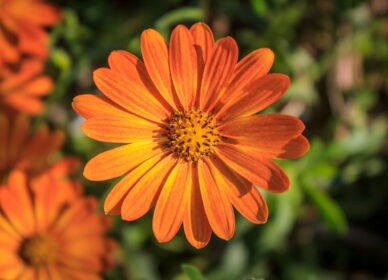 Dimorphoteca sinuata