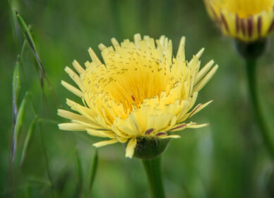Diente de león o achicoria amarga
