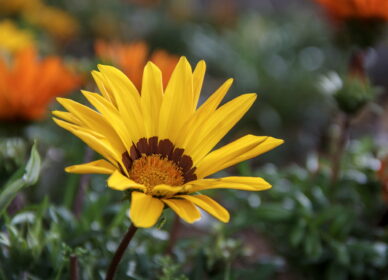 Gazania rigens