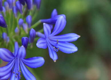 Tuberosa azul o lirio africano