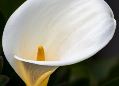 Flor de Alcatraz o Lirio de agua