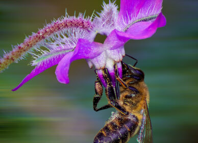 [adamski] macro abeja