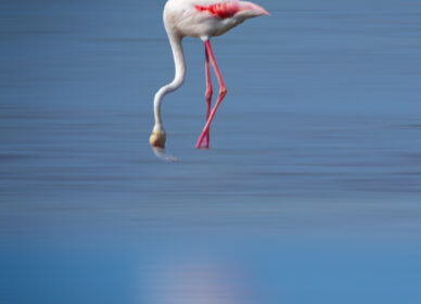 [adamski] flamenco solitario