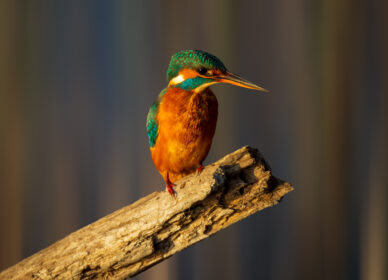 [adamski] Martín Pescador