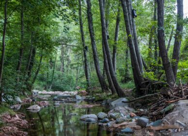 Riera Major de Viladrau, Barcelona