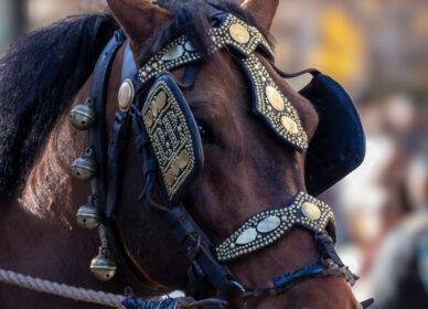 Festa Sant Antoni Abat. 3 Tombs Cerdanyola