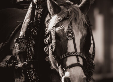 Festa Sant Antoni Abat. 3 Tombs Cerdanyola