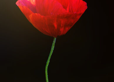 🌺 La amapola… frágil, delicada, vulnerable… como la vida misma.