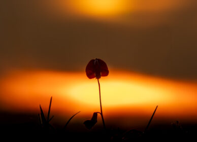 🌺 La amapola… frágil, delicada, vulnerable…