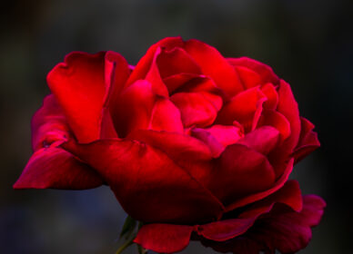 Una flor no piensa en competir con la flor que está a su lado. Simplemente florece.
