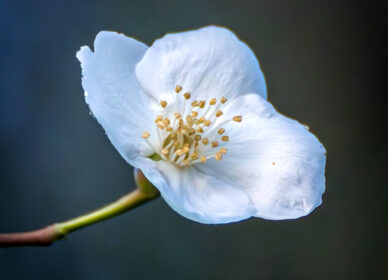 Una flor no piensa en competir con la flor que está a su lado. Simplemente florece.
