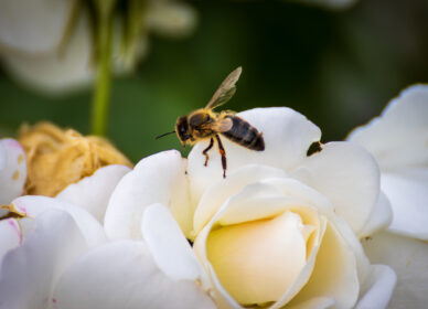 Macro (aproximación) de abejas polinizando flores