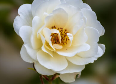 Una flor no piensa en competir con la flor que está a su lado. Simplemente florece.