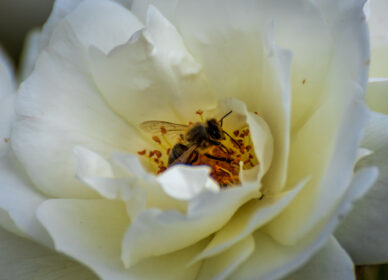 Macro (aproximación) de abejas polinizando flores