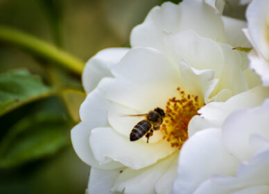Macro (aproximación) de abejas polinizando flores