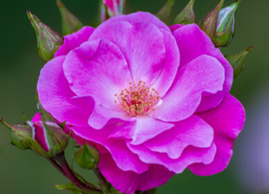 Una flor no piensa en competir con la flor que está a su lado. Simplemente florece.