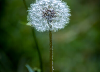 Una flor no piensa en competir con la flor que está a su lado. Simplemente florece.