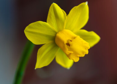 Una flor no piensa en competir con la flor que está a su lado. Simplemente florece.