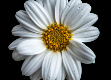 Una flor no piensa en competir con la flor que está a su lado. Simplemente florece.