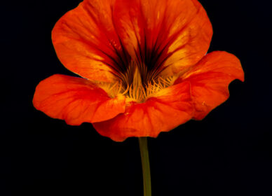 Una flor no piensa en competir con la flor que está a su lado. Simplemente florece.