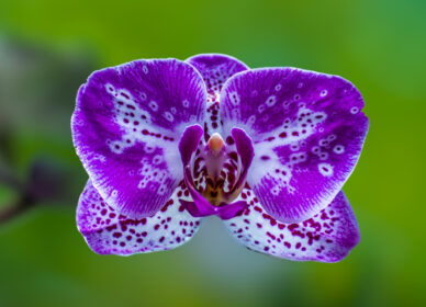 Una flor no piensa en competir con la flor que está a su lado. Simplemente florece.
