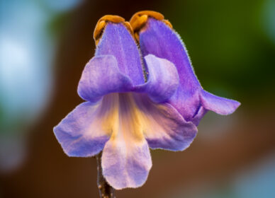 Una flor no piensa en competir con la flor que está a su lado. Simplemente florece.