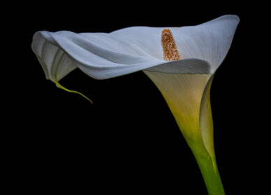 Una flor no piensa en competir con la flor que está a su lado. Simplemente florece.