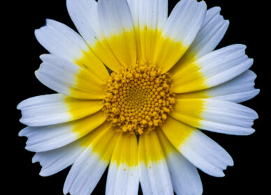 Una flor no piensa en competir con la flor que está a su lado. Simplemente florece.