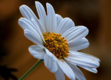 Una flor no piensa en competir con la flor que está a su lado. Simplemente florece.